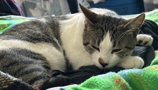 Black and white cat asleep