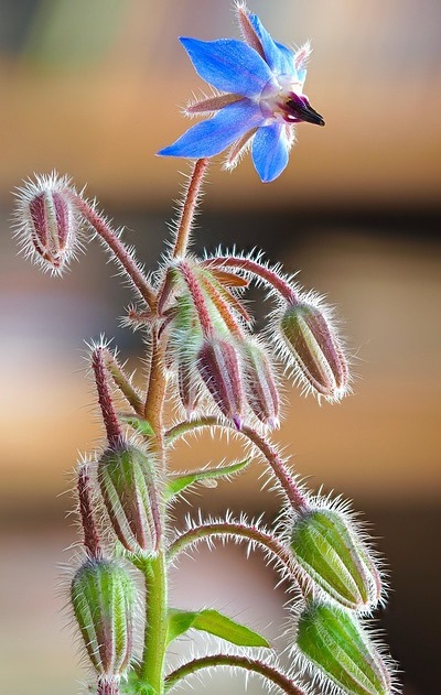 Blue flower of borage and buds