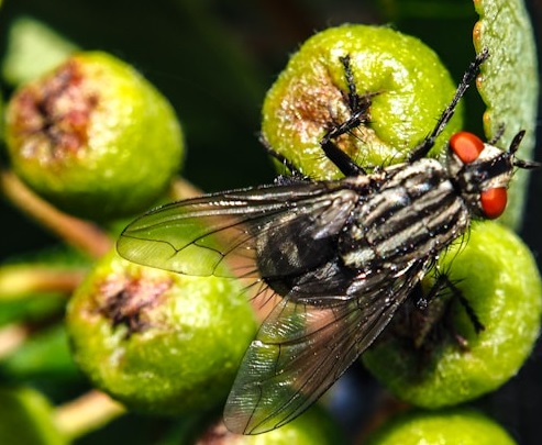 Large fruit fly on fruit head right