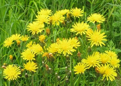 Cluster of dandelions in bloom