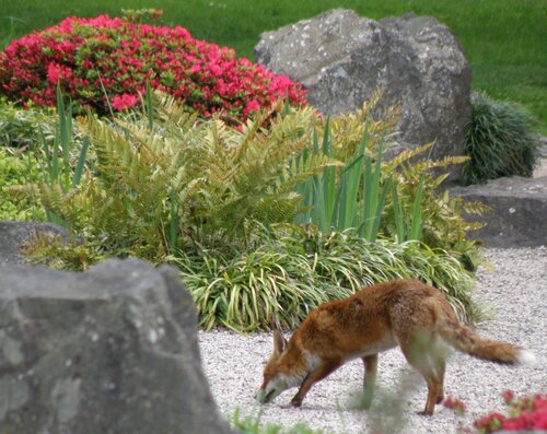 Fox facing left on path among rocks 