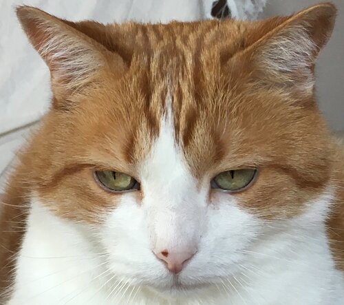 Ginger and white cat's head facing camera
