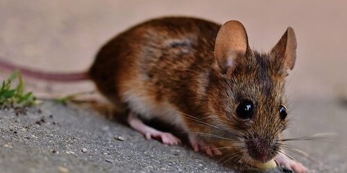 House mouse looking right