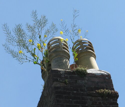 Disued chiney tack and pots with weeds rowing from base