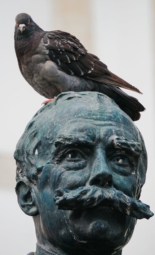 Head of statue of moustached man with pigeon on top