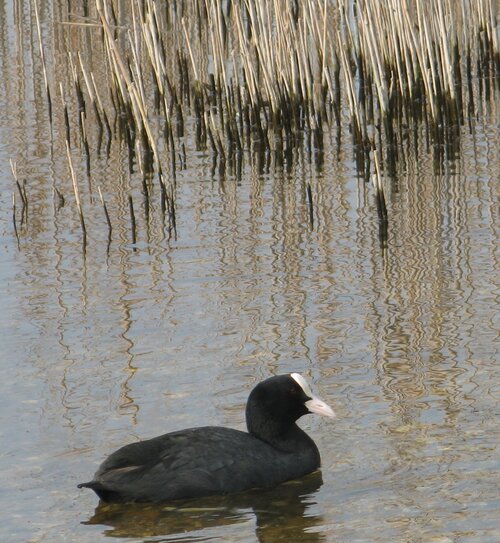 Coot on lake facing right against background of reeds and their reflections