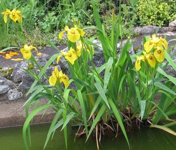 Two yellow flags (flowes) in pond
