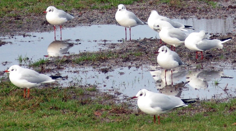 Gulls in flooded meadow