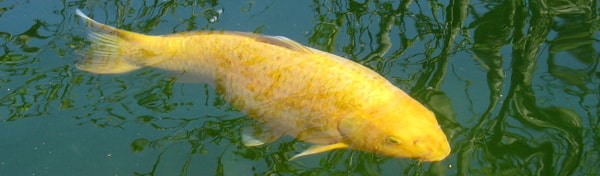 A golden carp seen through the surface of green water.