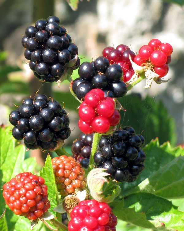 Blackberries ripe and unripe