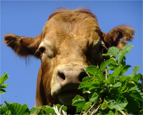 Head of Guernsey cow looking over hedge