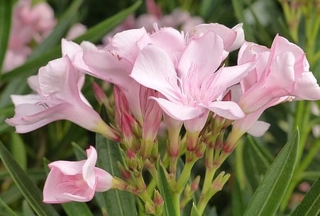 Pale pink oleander flowers